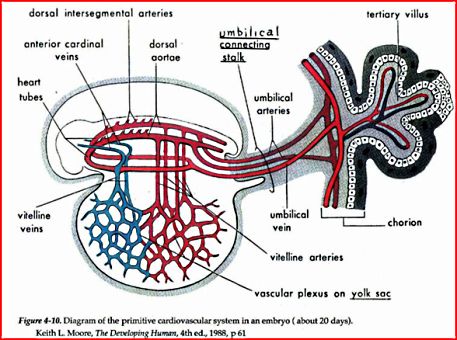 Figure 4: Diagram of the primitive cardiovascular system in an embryo (about 20 days).