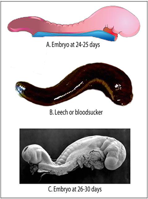 Does the embryo resemble a leech?