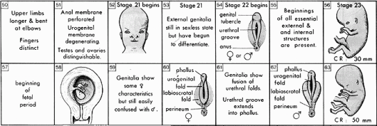 Figure 20. Human development during eighth and ninth weeks: note that the embryo looks human but its sex is not clearly distinguishable at this stage. (from Moore, K.L., The Developing Human. Clinically Oriented Embryology, 3rd edn, 1982. W.B. Saunders Co., Philadelphia). 