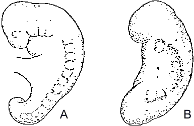 Figure 6. (A) A human embryo at 28 days showing several pair of bead-like somites. (B) A plasticine model of the embryo with teeth marks in it. (Note the similarity in appearance of the embryo and the chewed substance) 