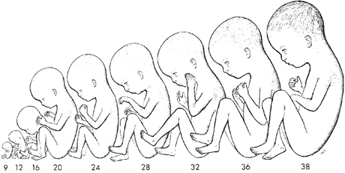 Figure 8. Developing humans during the fetal stage (ninth week to birth). Note how rapidly the fetus growths, especially between the ninth and twentieth week. (from Moore, K.L., The Developing Human. Clinically Oriented Embryology, 3rd edn, 1982. W.B. Saunders Co., Philadelphia). 