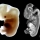 Embryology in the Qur'an: Fetus acquires a skeleton